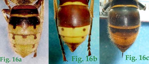 16a: "Coloración del abdomen en Vespa: Vespa crabro",16b: "Coloración del abdomen en Vespa: Vespa orientalis",16c: "Coloración del abdomen en Vespa: Vespa velutina nigrithorax",